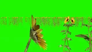 Sun Flower Green screen  | green screen video