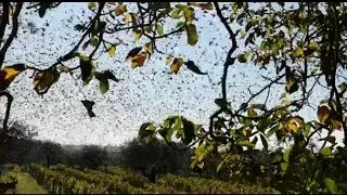 Stormo di uccelli in Campania