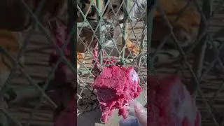 @TigerintheZoo