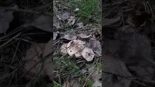 Весняні маслючки