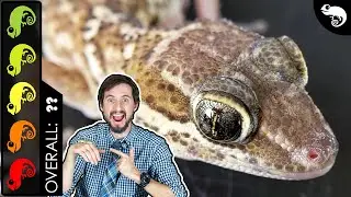 Pictus Gecko, The Best Pet Lizard?