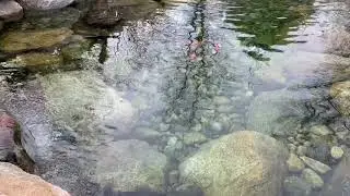 Spring Pond 2020 - QUARANTINE
