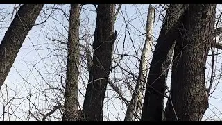 Птичка на дятла не похожа, но такую ровную дырку прорубила! Кто это?
