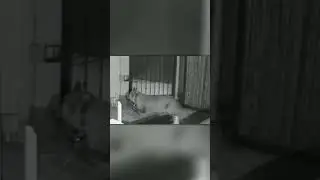 Пума Напала На Енота