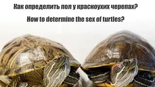 Как определить пол красноухой черепахи