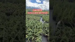 НЕЛЬЗЯ Экономить на торфе и вот почему🤷🏻‍♂️