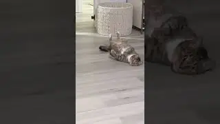 Cat.exe has stopped working...