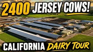 2400 Jerseys on This Beautiful California Dairy Farm!