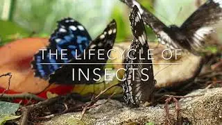 Lifecycle of an Insect (butterfly)