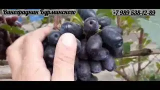 НОВИНКА!!! ГФ. Винограда ДУНАЙ (Калугин В.М.).