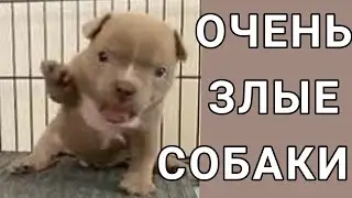 ОЧЕНЬ ЗЛЫЕ СОБАКИ // МАЛЕНЬКИЕ и ОПАСНЫЕ