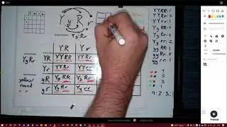 Biological Anthropology Lab - How to make a Dihybrid Cross