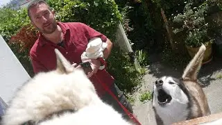 Surprise SHERPA visit .. with CAKE to celebrate .. Happy Huskies.