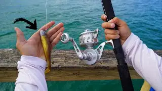 TARPON Fishing From PIER With Swimbaits