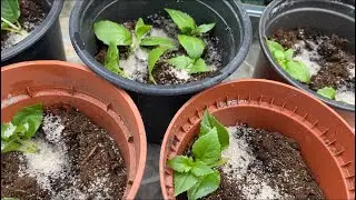Черенкование ФУКСИИ Легко и Просто! Propagation Fuschia cuttings