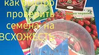 как быстро проверить семена на всхожесть