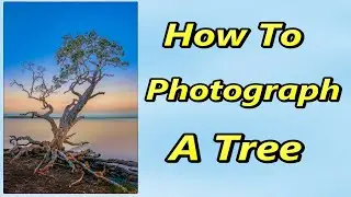 How To Photograph A Tree
