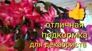 Подкормка для декабриста! Чтобы декабрист цвёл ярче и пышнее....