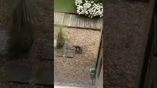 Screaming foxes 🦊