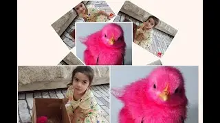 🐣🌟🤩🐤EVİMİZİN YENİ MİSAFİRİ PEMBE CİVCİVİMİZ 🤩🌟🐣🐤 #reels #youtube #baby #anime #keşfet #funny #video
