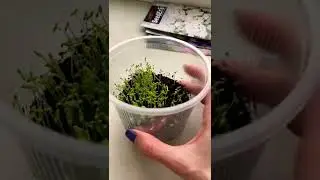 Гипсофила стремительно растёт 🌱🌸