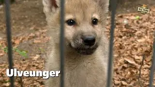 Ulveunger