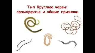 Тип Круглые черви: ароморфозы и общие признаки