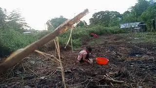 Nagdilig at Nagtanim ng Talong