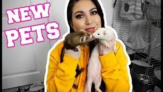 MEET MY NEW PETS | I got 2 ferrets. oops.