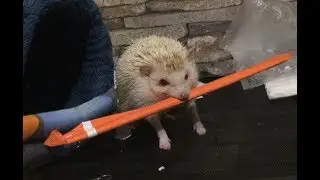 Shorty hedgehog enjoys chopsticks for sushi