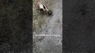 English bulldog trying to help with yard work