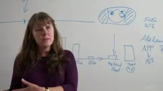 Studying mechanisms of Alzheimer's disease in Drosophila