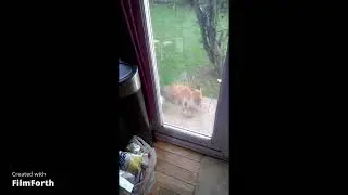 Fox eating and Heron by Pond.