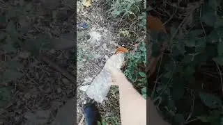КОТ БАНДИТ С