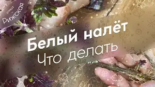 Белый налёт 🌱 Растения можно спасти!
