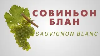 Виноголик. Сорт винограда Совиньон Блан.