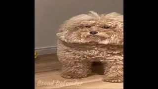 amogus