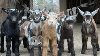 Slow Motion flying goat kids!