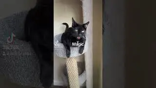 Magic