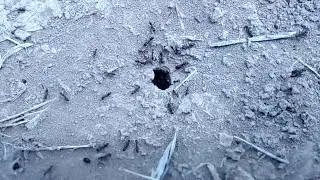Удивительно быстрые муравьи | Super Speed Ants i'm amazed