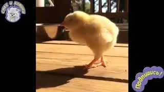 Цыплёнок Засыпает На Ходу