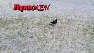 ЛУКИ-MEN: ГОЛУБИ И ВОРОБЬИ