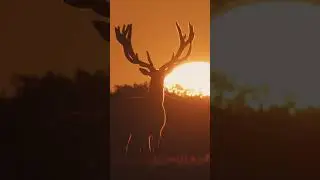 Majestic stag on the horizon #nature #wildlifephotography #wildlife #shorts #deer #photography