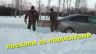Привезли поросят.