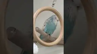 Budgies #periquito #budgie #viral #budgies #muhabet #muhabbetkuşu