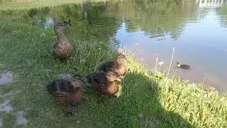 Утята и лысухи