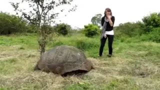 Turtle Galapagos