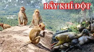 BẦY KHỈ RỪNG VÀ CU XANH