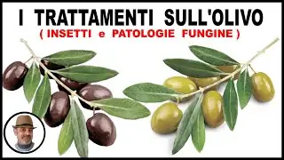 OLIVE TREATMENTS, both against fungal diseases and against insects