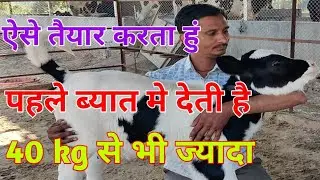 बछिया को तैयार कैसै करते है । cow ke bacche ko kaise taiyar kare l how to prepare calf
